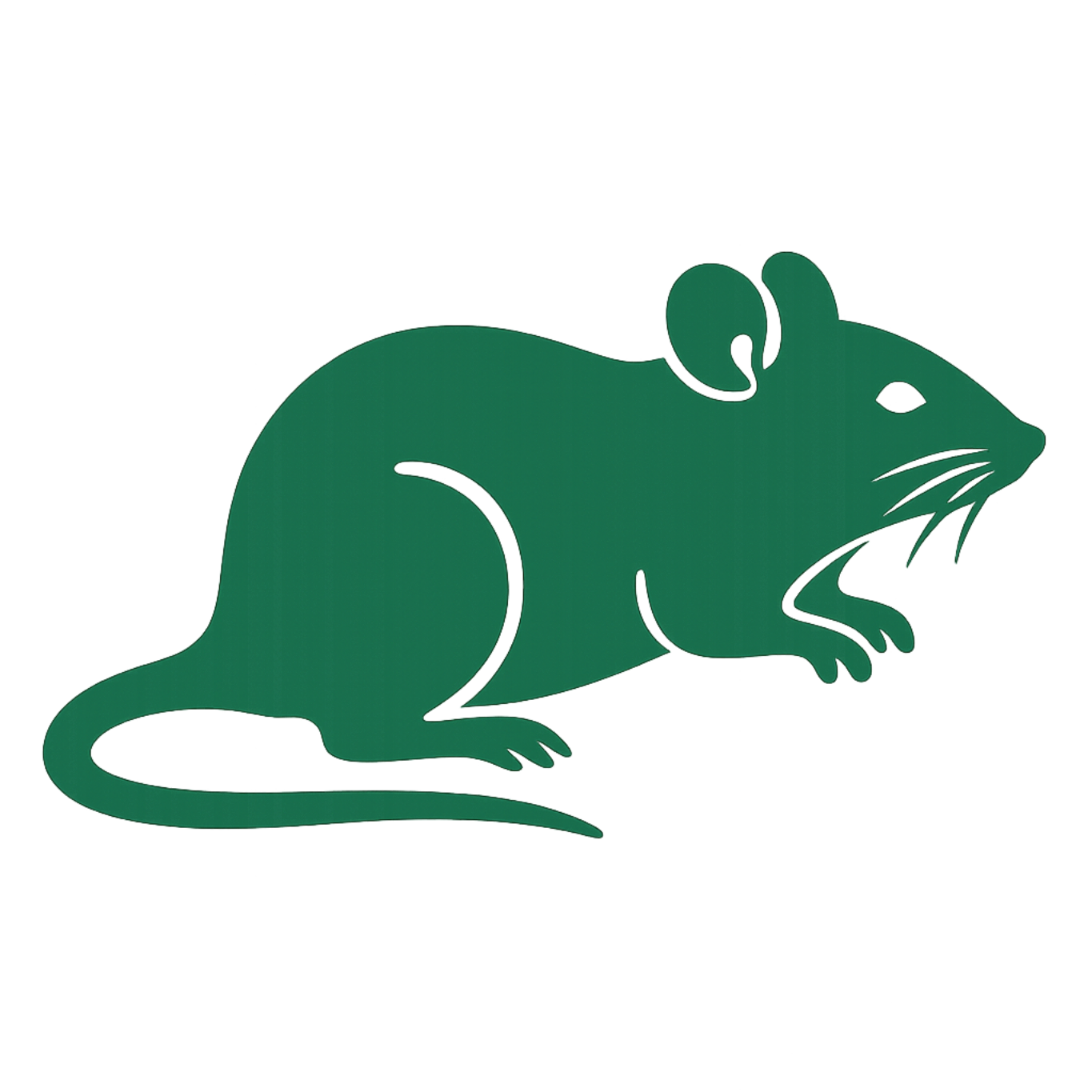 Rat